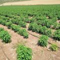 Fertilizer Management in Chilli Crop after 20-30 days