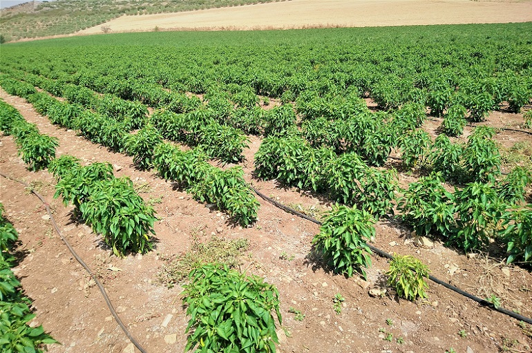 Fertilizer Management in Chilli Crop after 20-30 days