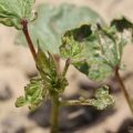 How to control thrips in cotton crop