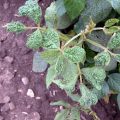 How to prevent soybean mosaic virus