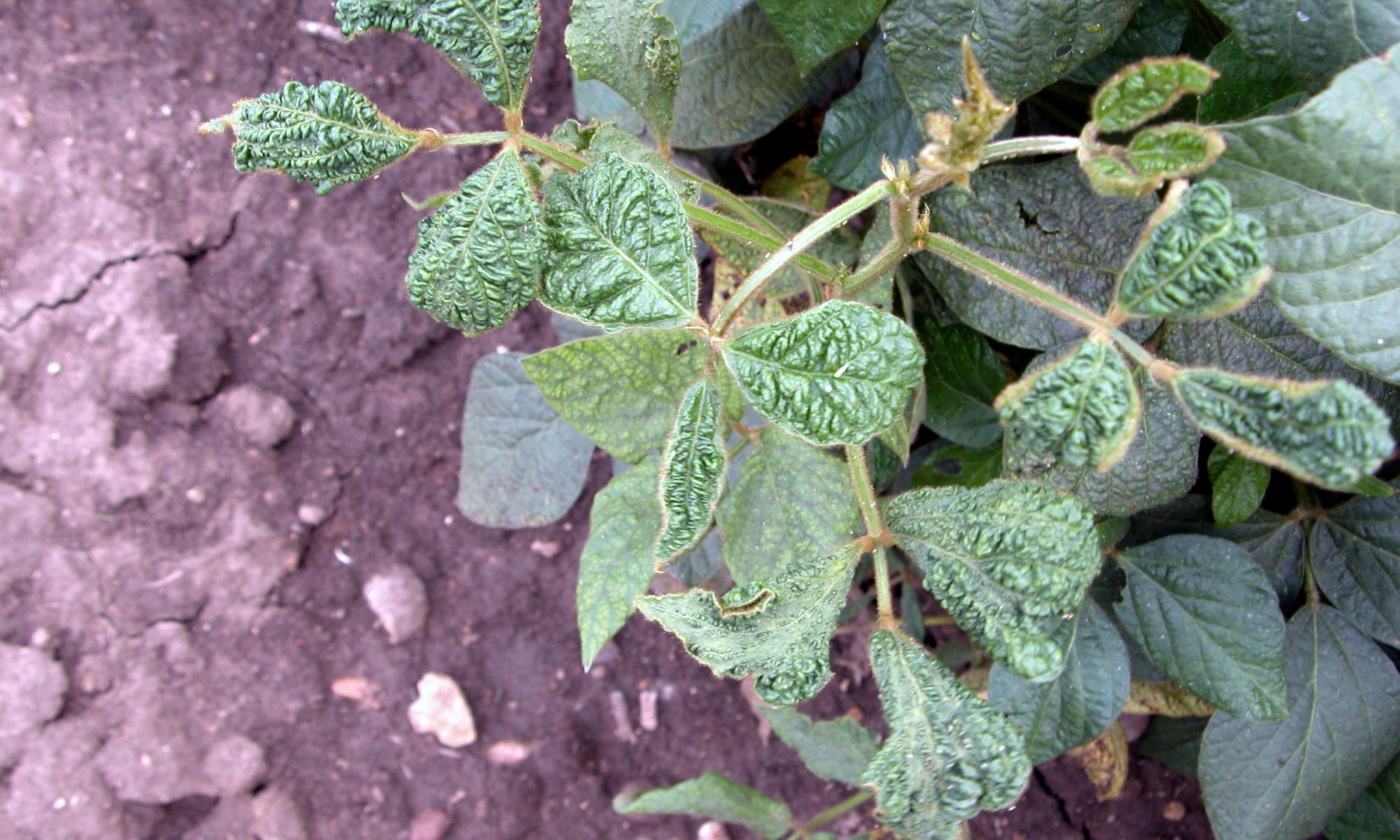 How to prevent soybean mosaic virus