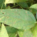 Leaf spot disease in soybean