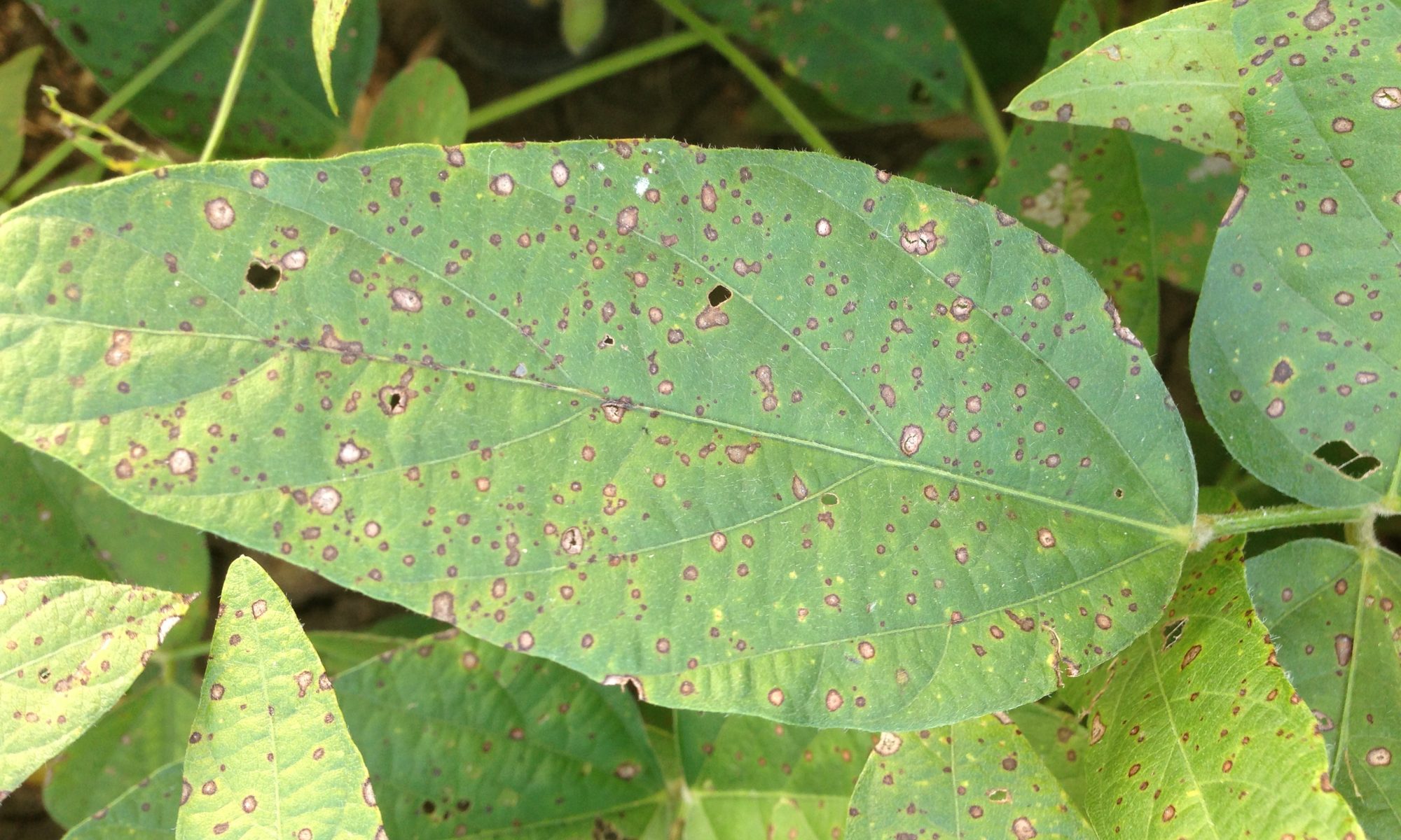 Leaf spot disease in soybean