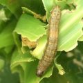 Management of fall army worm in Maize Crop