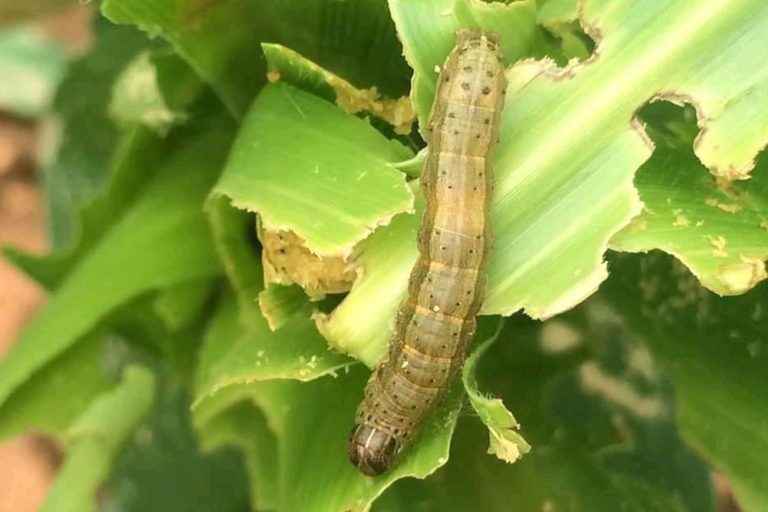 Management of fall army worm in Maize Crop