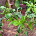 Mites management in chilli crop