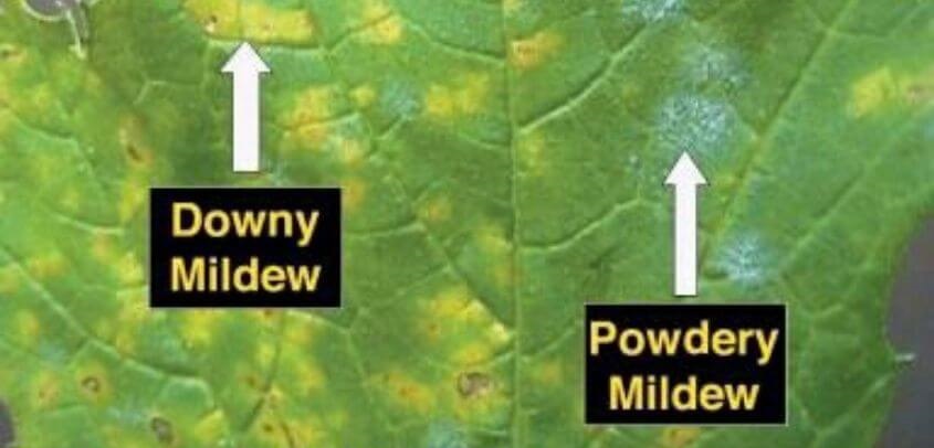 Powdery mildew and downy mildew symptoms and management