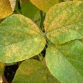 Rust in soybean crop