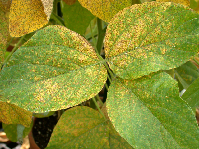 Rust in soybean crop