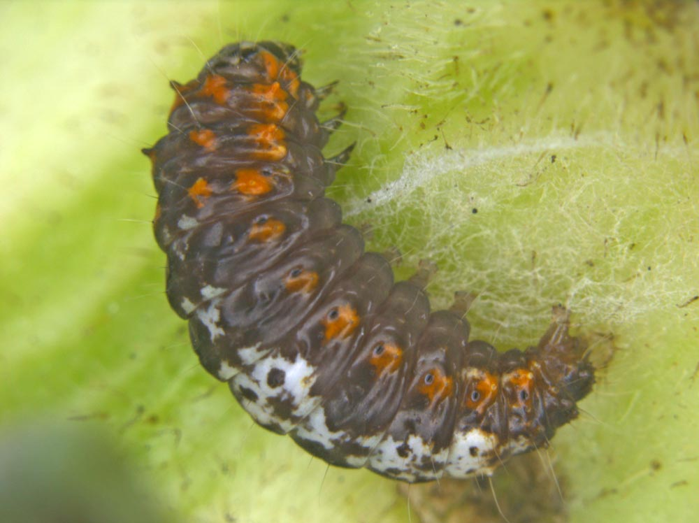 Spotted boll worm management in cotton