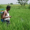 Spray Management in Paddy Nursery