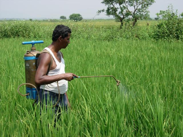 Spray Management in Paddy Nursery