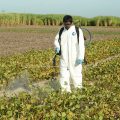 Spray management in Soybean Crop in 20-25 days