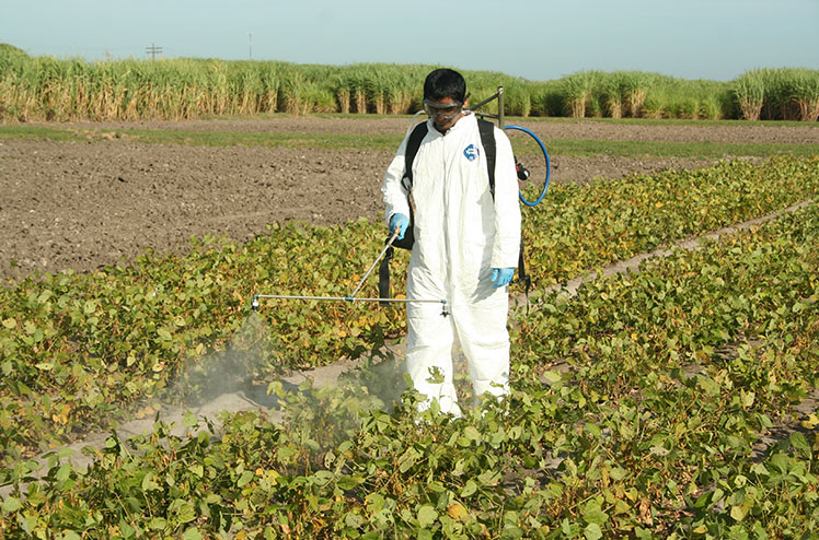 Spray management in Soybean Crop in 20-25 days