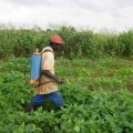 Spray management in soybean crop in 35-40 days