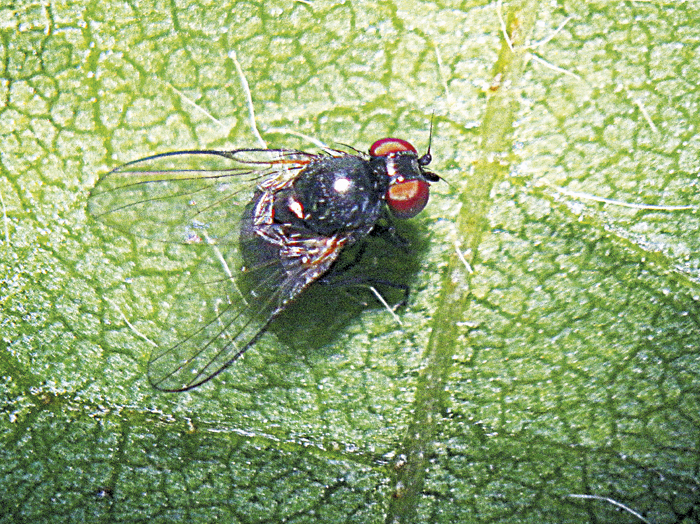 Stem fly