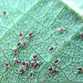 Symptoms and prevention of spider outbreak on crops