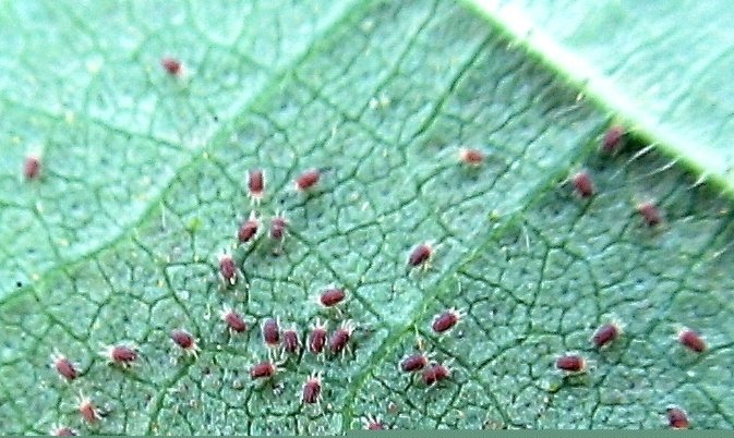 Symptoms and prevention of spider outbreak on crops