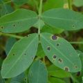 Tikka disease management in groundnut crop