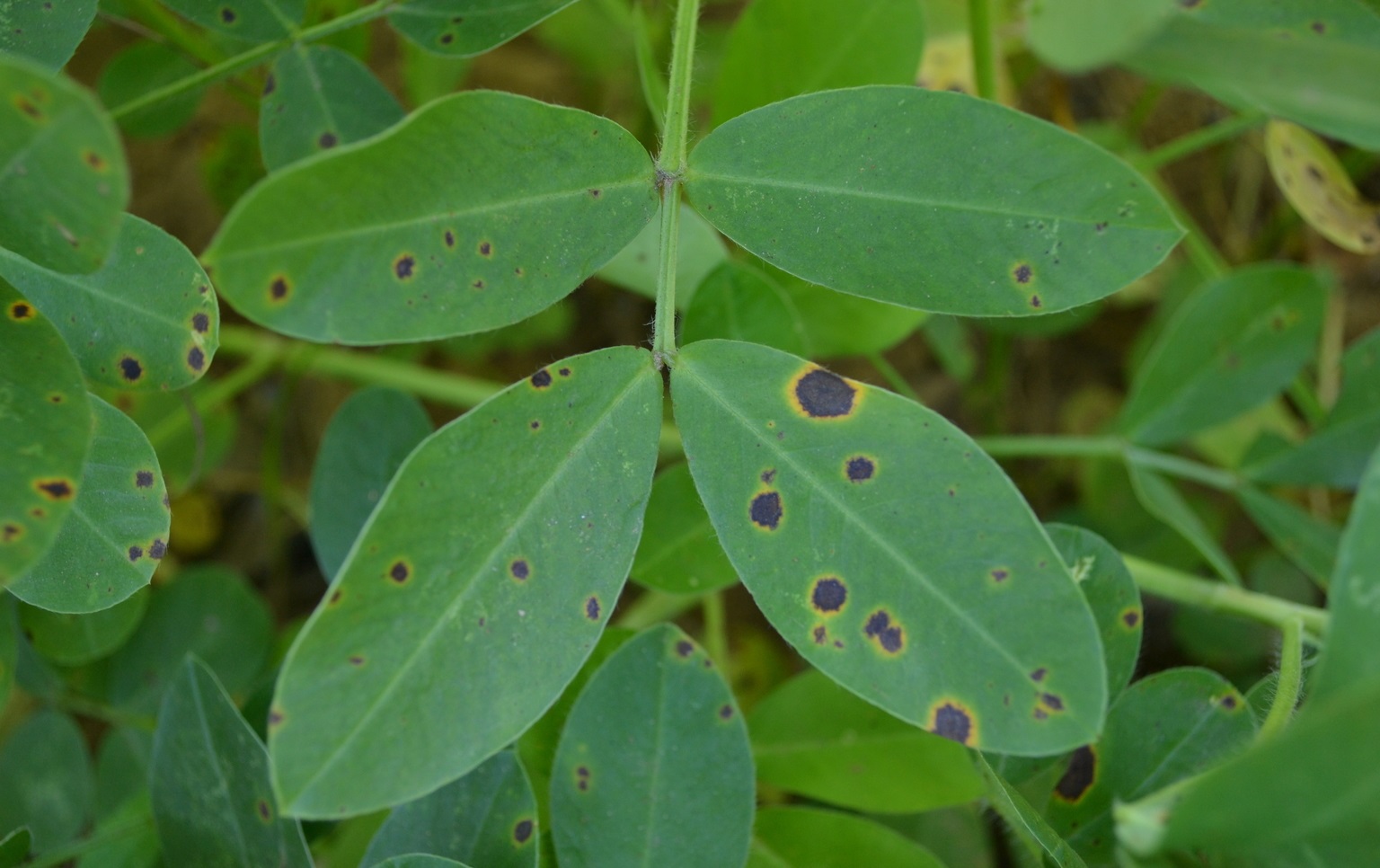 Tikka disease management in groundnut crop