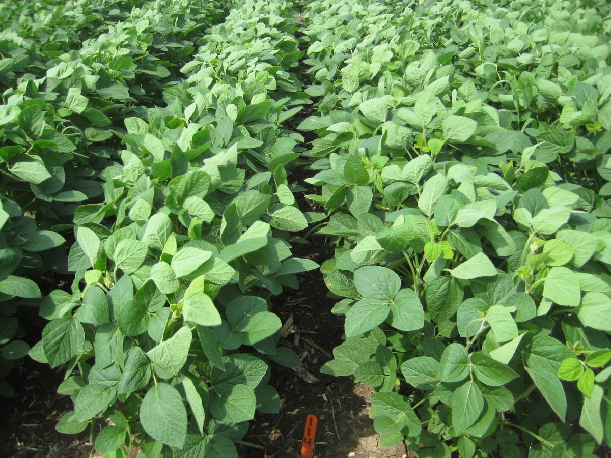 Use Weedicide in Soybean Crop between 20th to 50th day of sowing