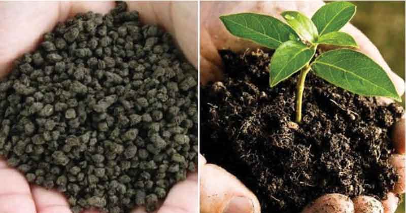 What is Biofertilizers