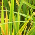 Yellowing in Paddy nursery