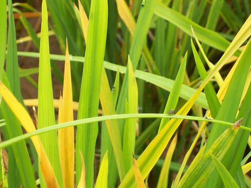 Yellowing in Paddy nursery