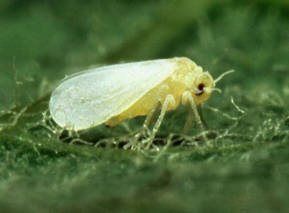 white fly in chilli