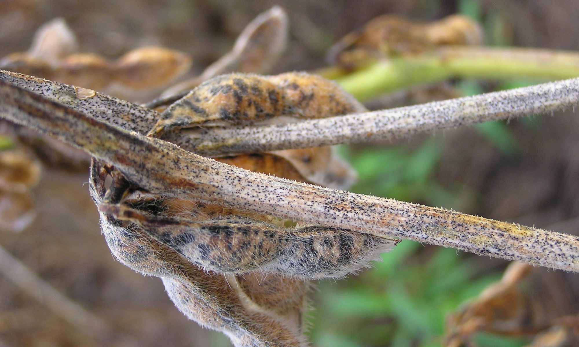 Anthracnose / Pod Blight in Soybean