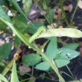 Control of Tobacco caterpillar in soybean crop