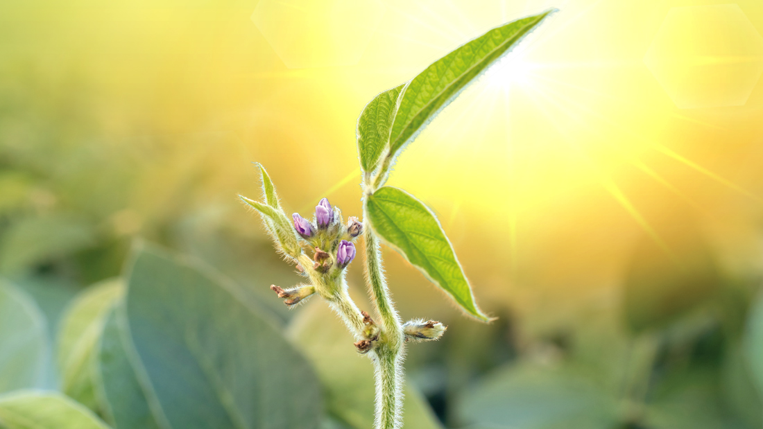 Crop Management in Soybean in the flowering stage