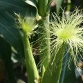 Crop management in Maize at the time of flowering and cob formation