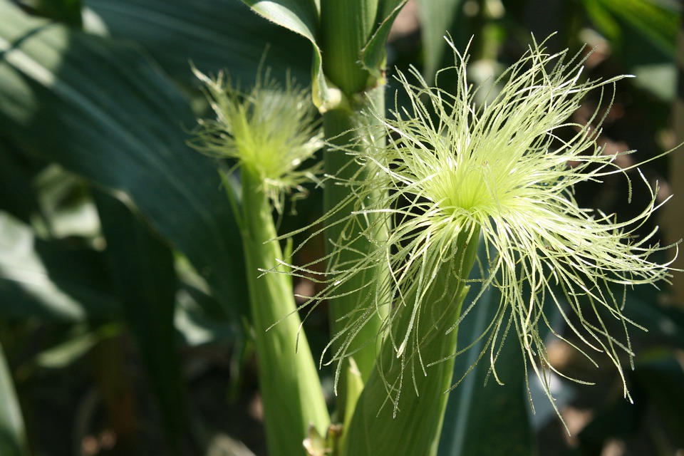 Crop management in Maize at the time of flowering and cob formation