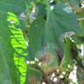 Late Blight in Tomato Crop