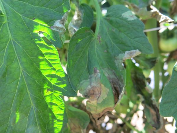 Late Blight in Tomato Crop