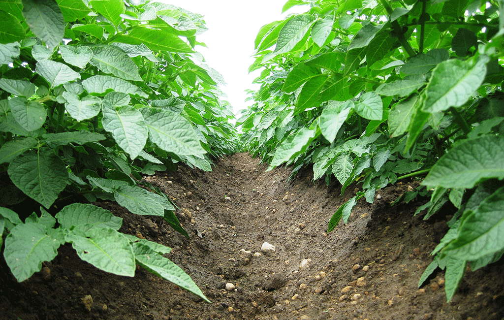 Potato Samriddhi Kit