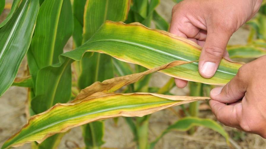 Sulfur deficiency symptoms in crops