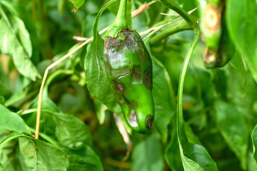 Symptoms and Measures of Anthracnose disease in chillies