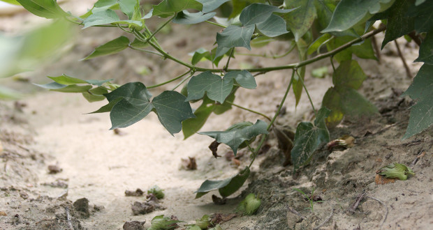 flower drop in cotton crop