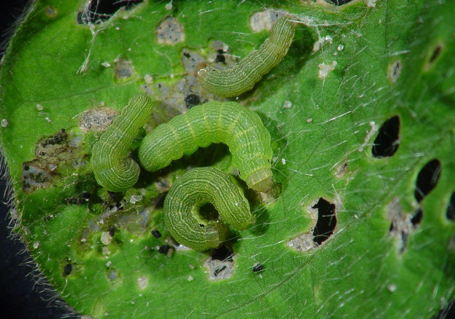 leaf-eating caterpillar in soybean