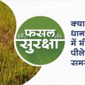 Control of brown plant hopper in paddy crop