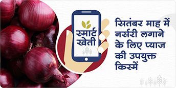 These three onion varieties of late kharif are suitable for sowing in nursery