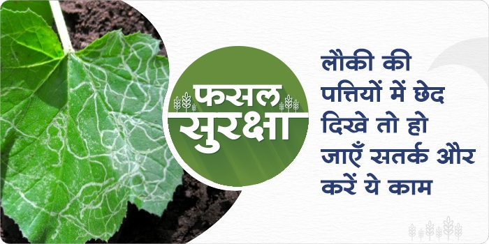 Control of Leaf Miner in Bottle Gourd