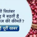 Onion prices are increasing again, know what is the reason for the rise in prices every year