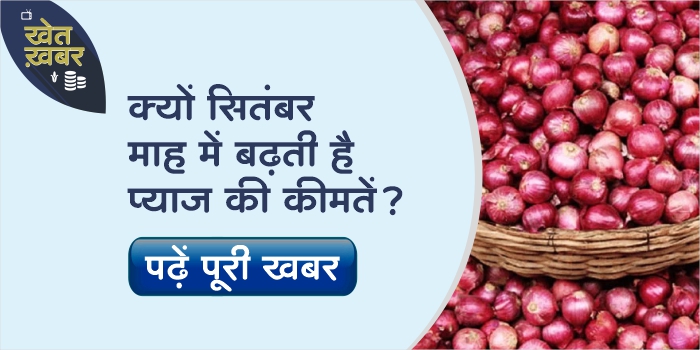 Onion prices are increasing again, know what is the reason for the rise in prices every year