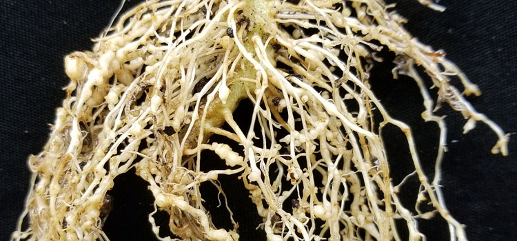 Root-Knot Nematode in Tomato