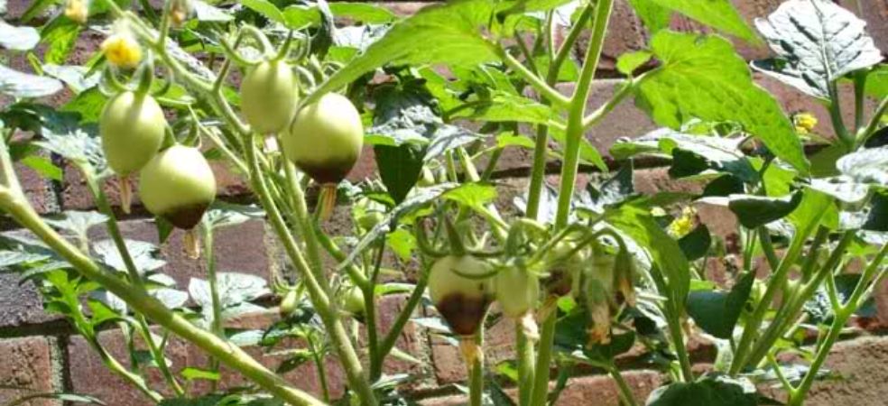 Soil treatment to overcome calcium deficiency in tomato field