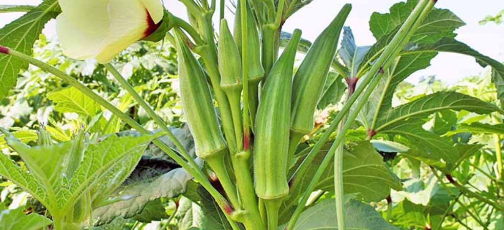 Advanced varieties of Okra whose cultivation will give good yield