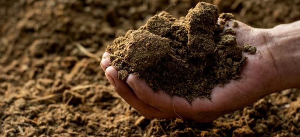 Importance of cow dung in agriculture